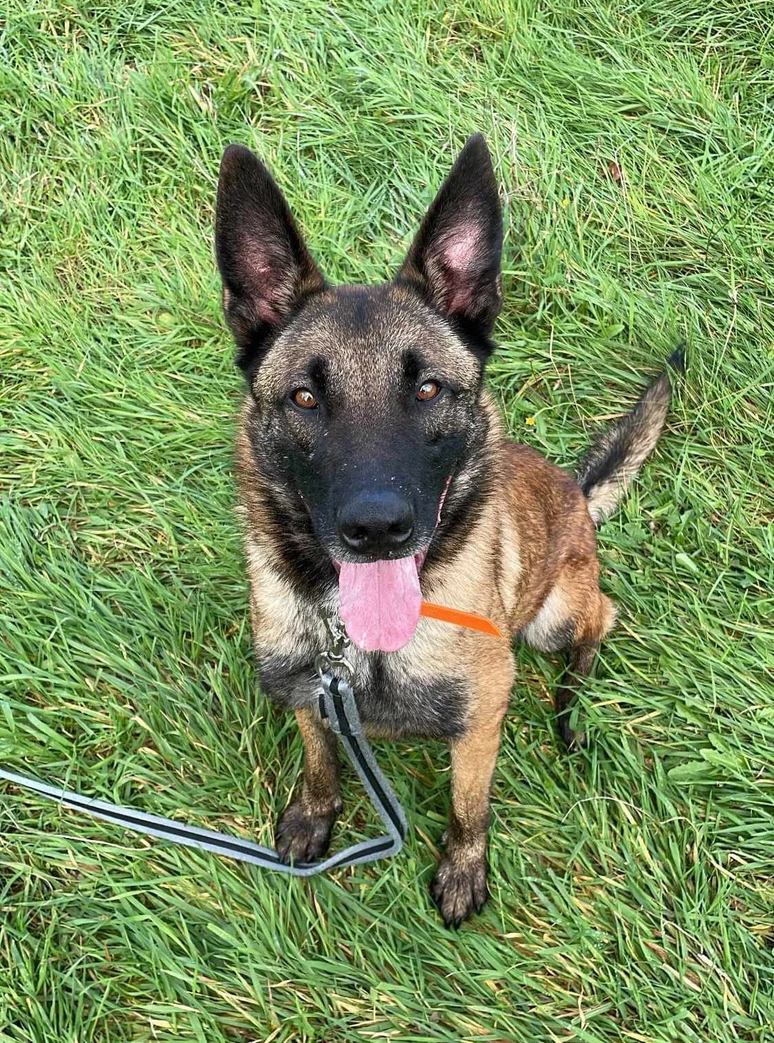 Yoda, male 6yo Belgian Malinois for adoption at SPA de Bordeaux et du Sud-Ouest, Bordeaux