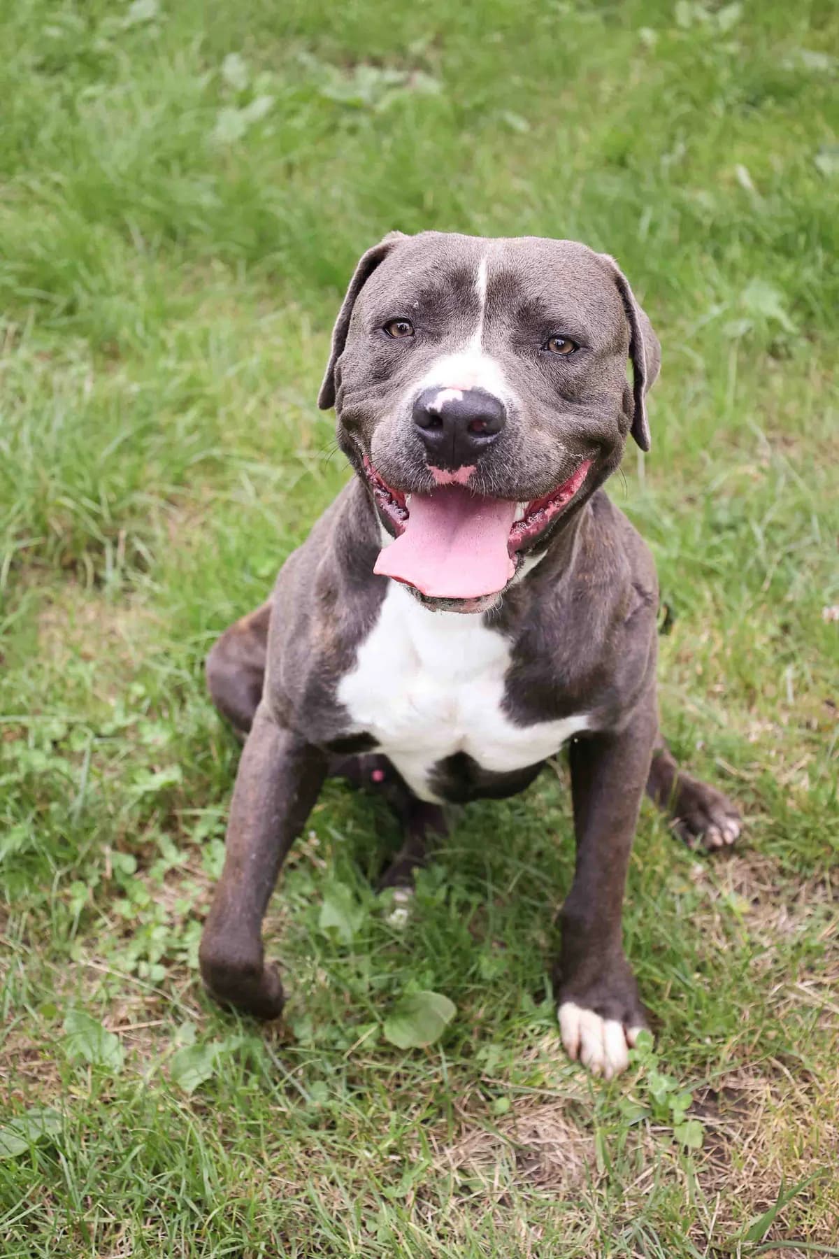 Bruce, male 7yo Mixed Breed for adoption at SPA de Bordeaux et du Sud-Ouest, Bordeaux
