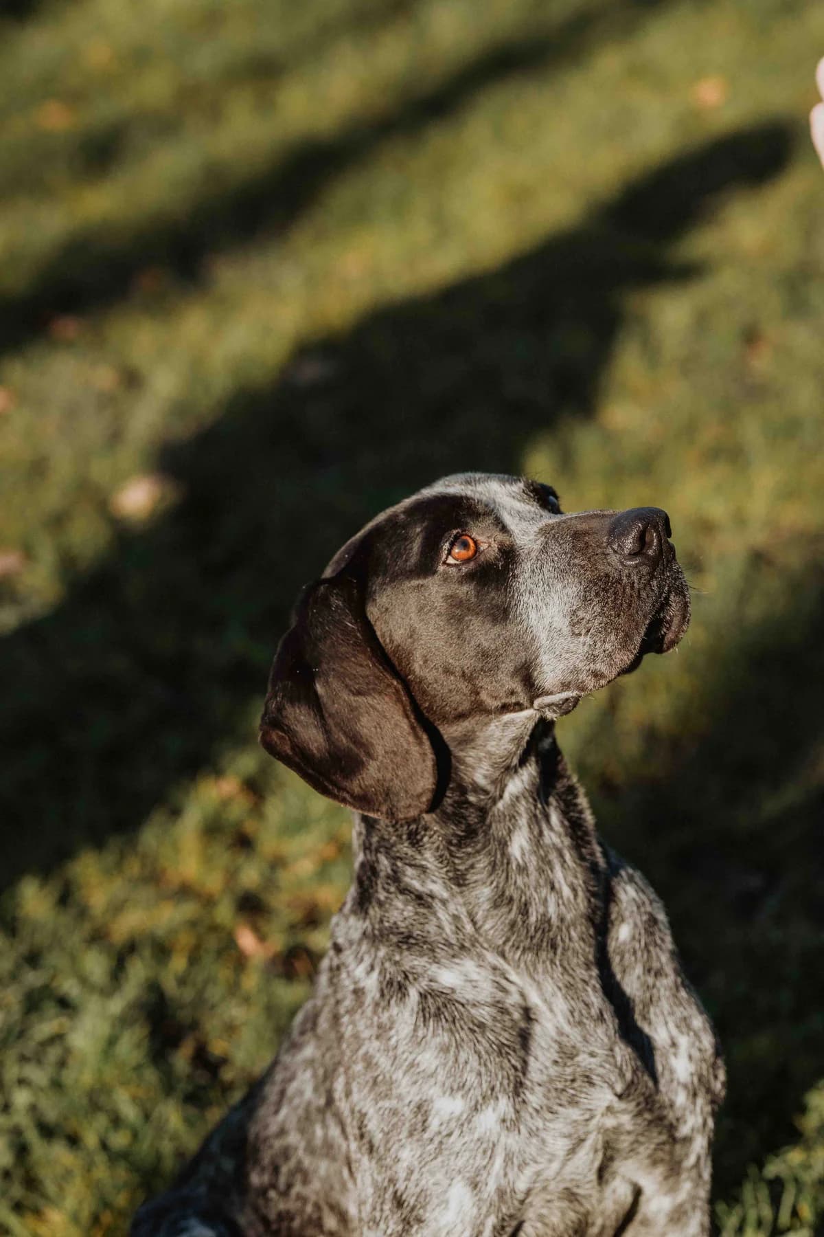 Boss, male senior Pointer for adoption at SPA de Bordeaux et du Sud-Ouest, Bordeaux