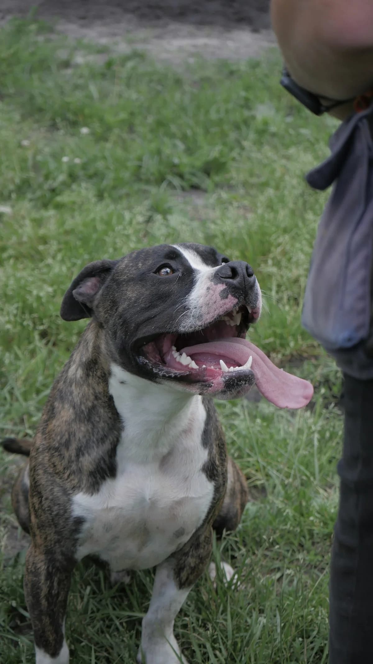 Simba, male young mixed breed for adoption at SPA de Bordeaux et du Sud-Ouest, Bordeaux