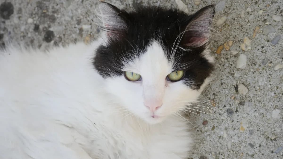 Dart, male senior Mixed Breed for adoption at SPA de Bordeaux et du Sud-Ouest, Bordeaux