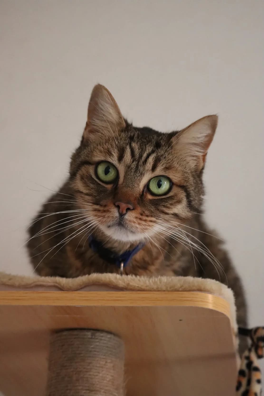 Trésor, male senior Mixed Breed for adoption at SPA de Bordeaux et du Sud-Ouest, Bordeaux