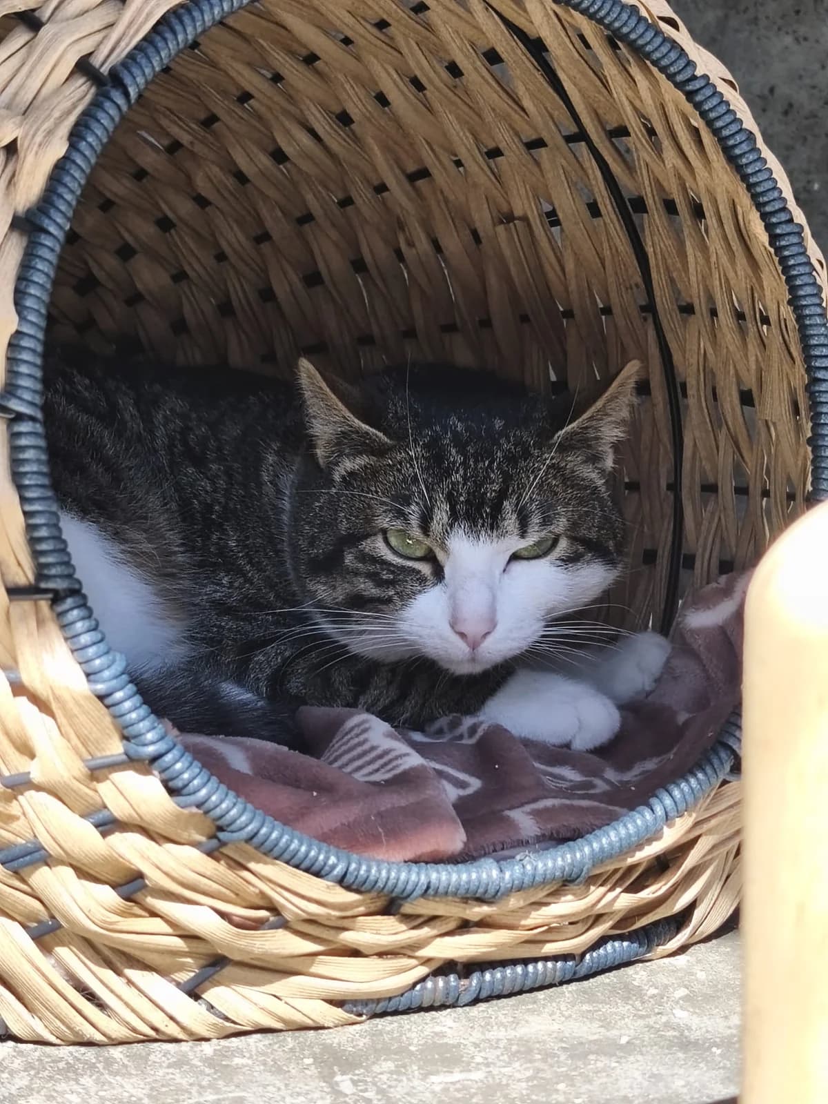 Mozza, male senior Mixed Breed for adoption at SPA de Bordeaux et du Sud-Ouest, Bordeaux