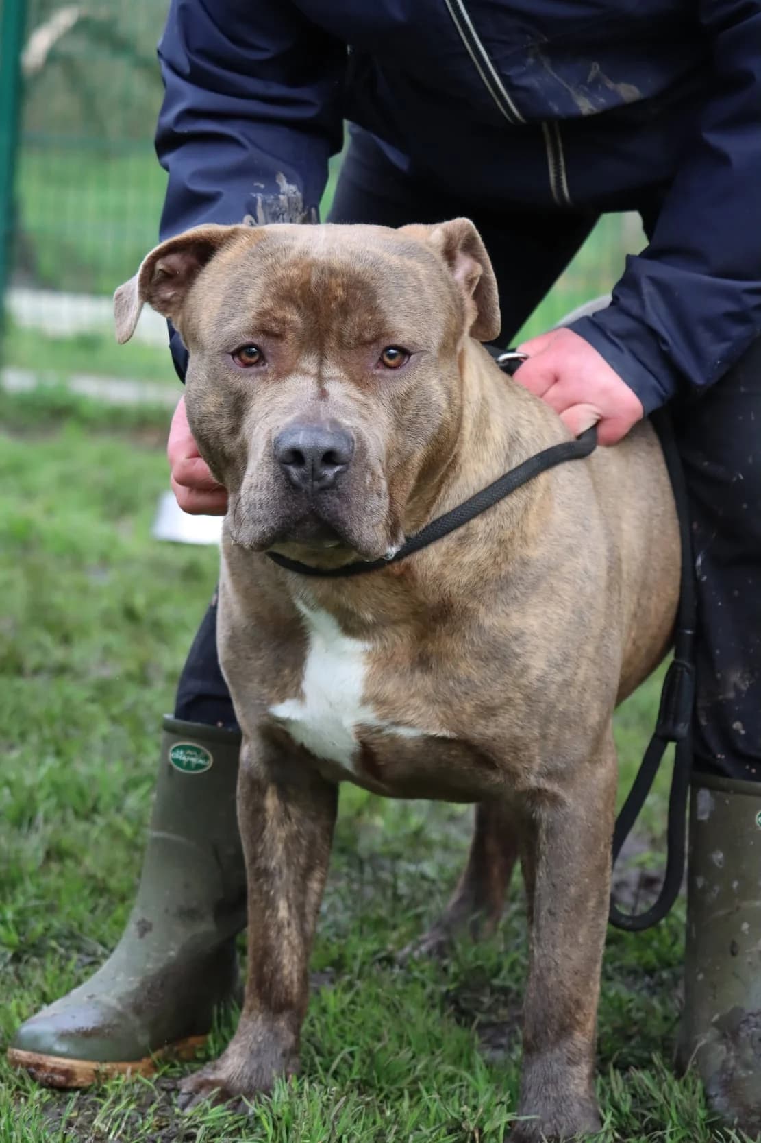 Bos, male young mixed breed for adoption at SPA de Bordeaux et du Sud-Ouest, Bordeaux