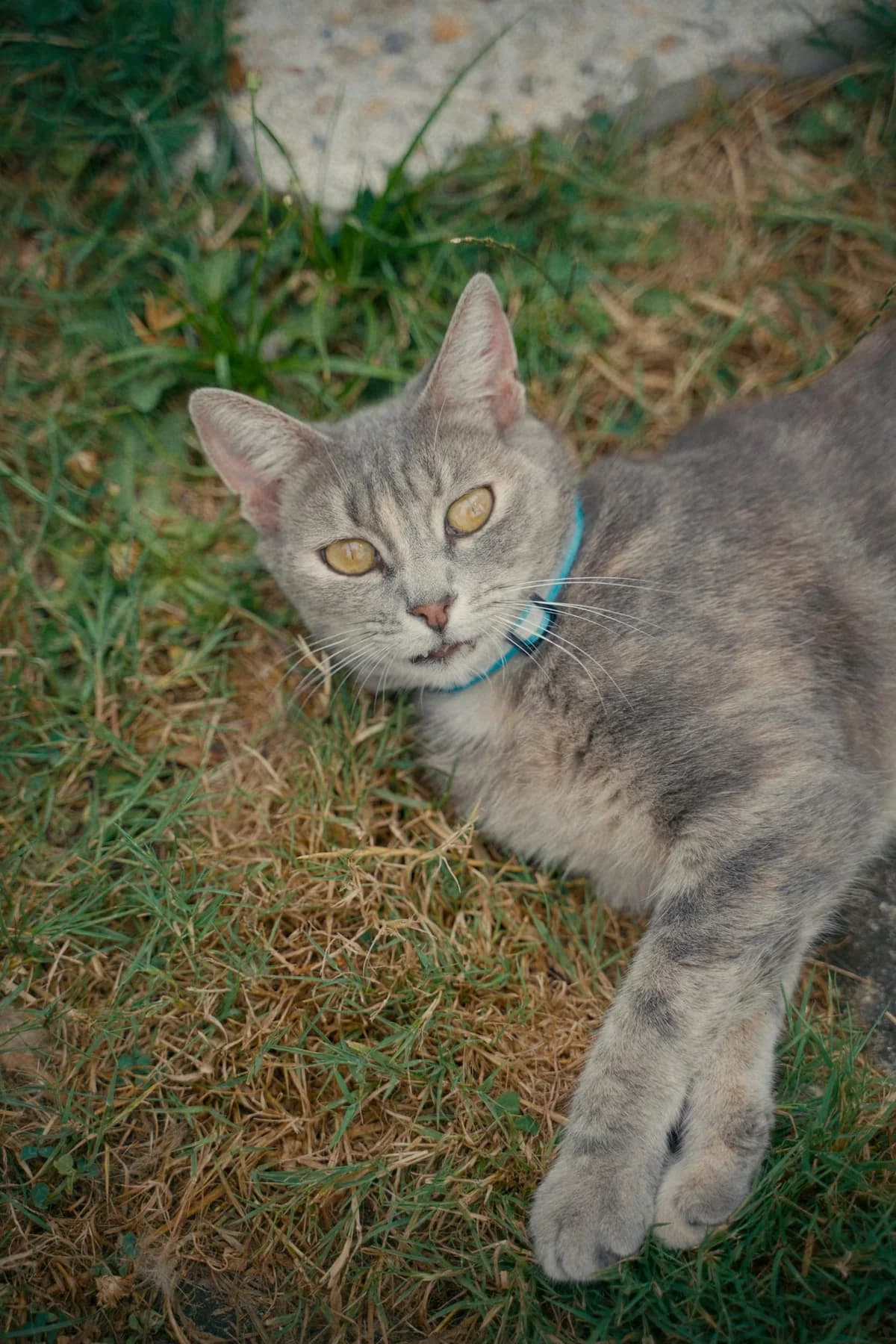 Bouboule, female 5yo Mixed Breed for adoption at SPA de Bordeaux et du Sud-Ouest, Bordeaux