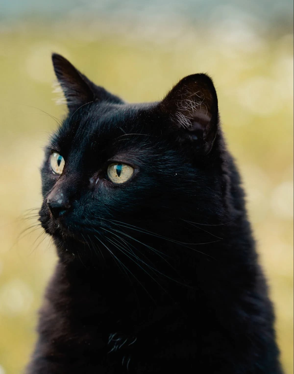 Link, male Mixed Breed for adoption at SPA de Bordeaux et du Sud-Ouest, Bordeaux