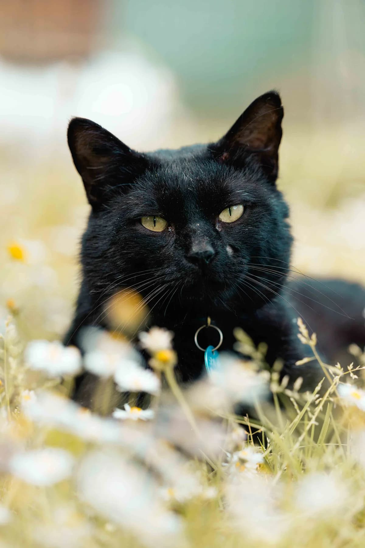 Toast, male 5yo Mixed Breed for adoption at SPA de Bordeaux et du Sud-Ouest, Bordeaux