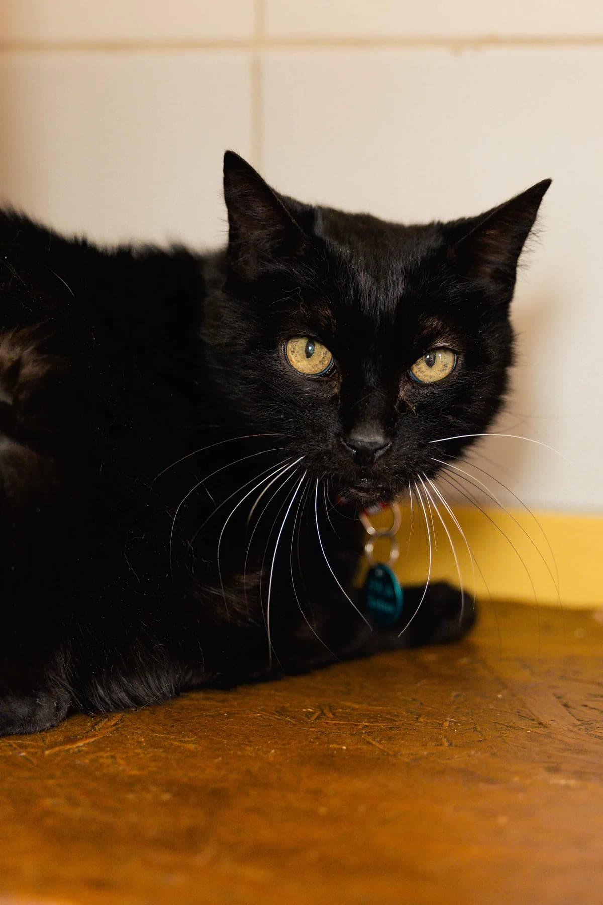 Titi, male Mixed Breed for adoption at SPA de Bordeaux et du Sud-Ouest, Bordeaux