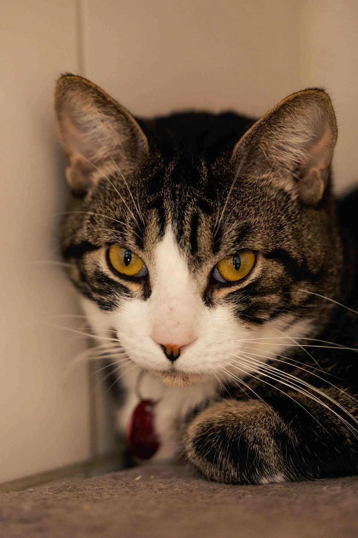 Speedy, male 3yo Mixed Breed for adoption at SPA de Bordeaux et du Sud-Ouest, Bordeaux