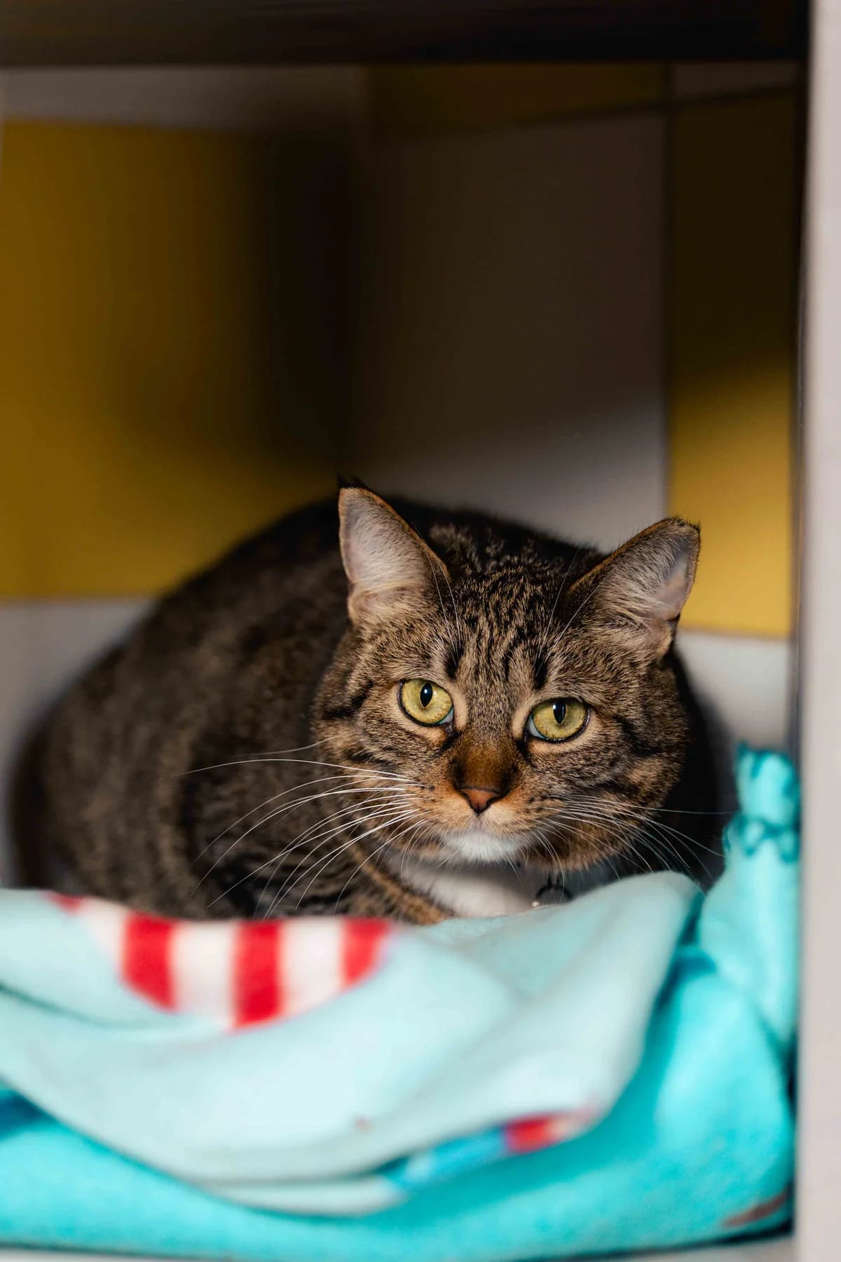 Frimousse, female 3yo Mixed Breed for adoption at SPA de Bordeaux et du Sud-Ouest, Bordeaux