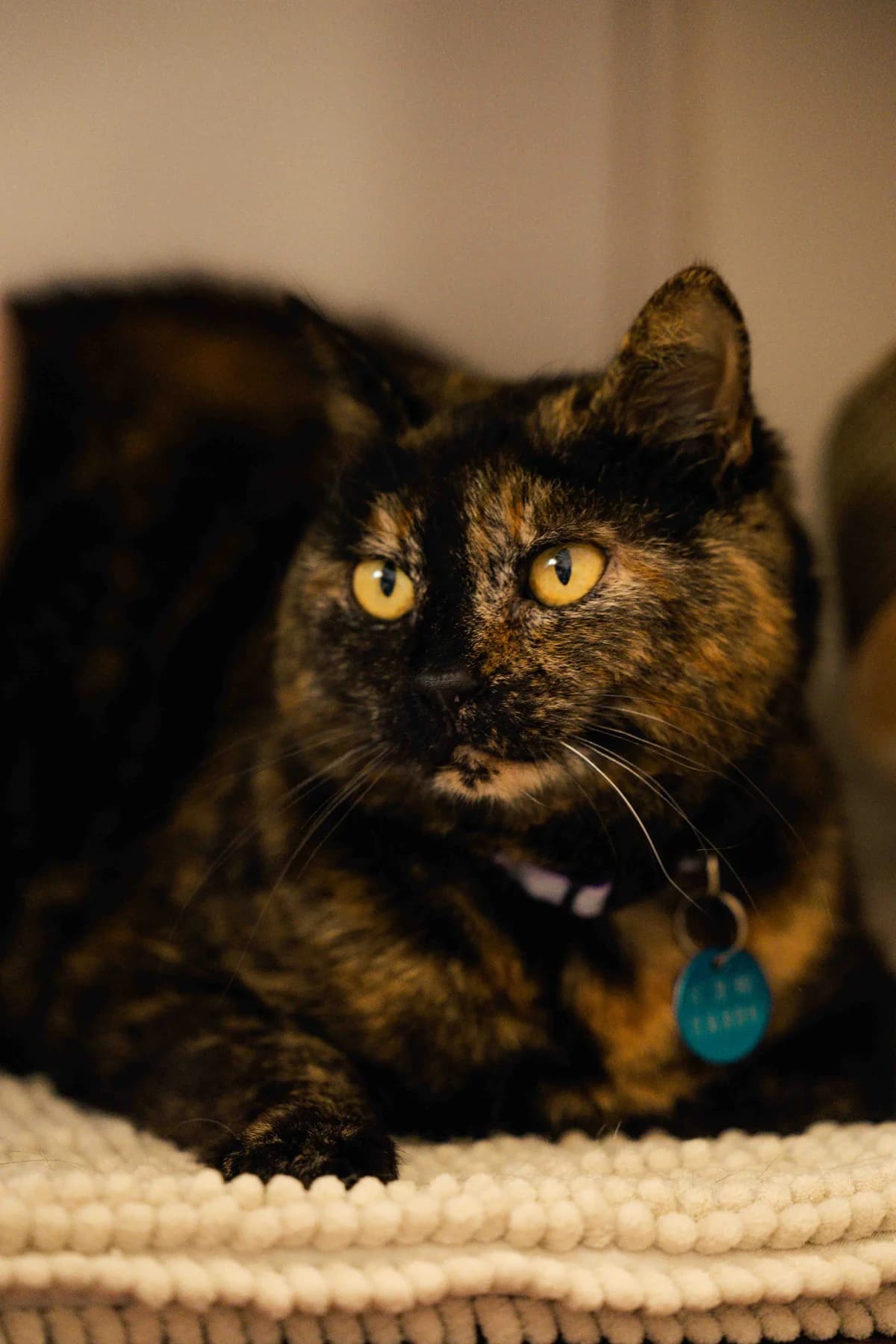 Ada, female 6yo Mixed Breed for adoption at SPA de Bordeaux et du Sud-Ouest, Bordeaux