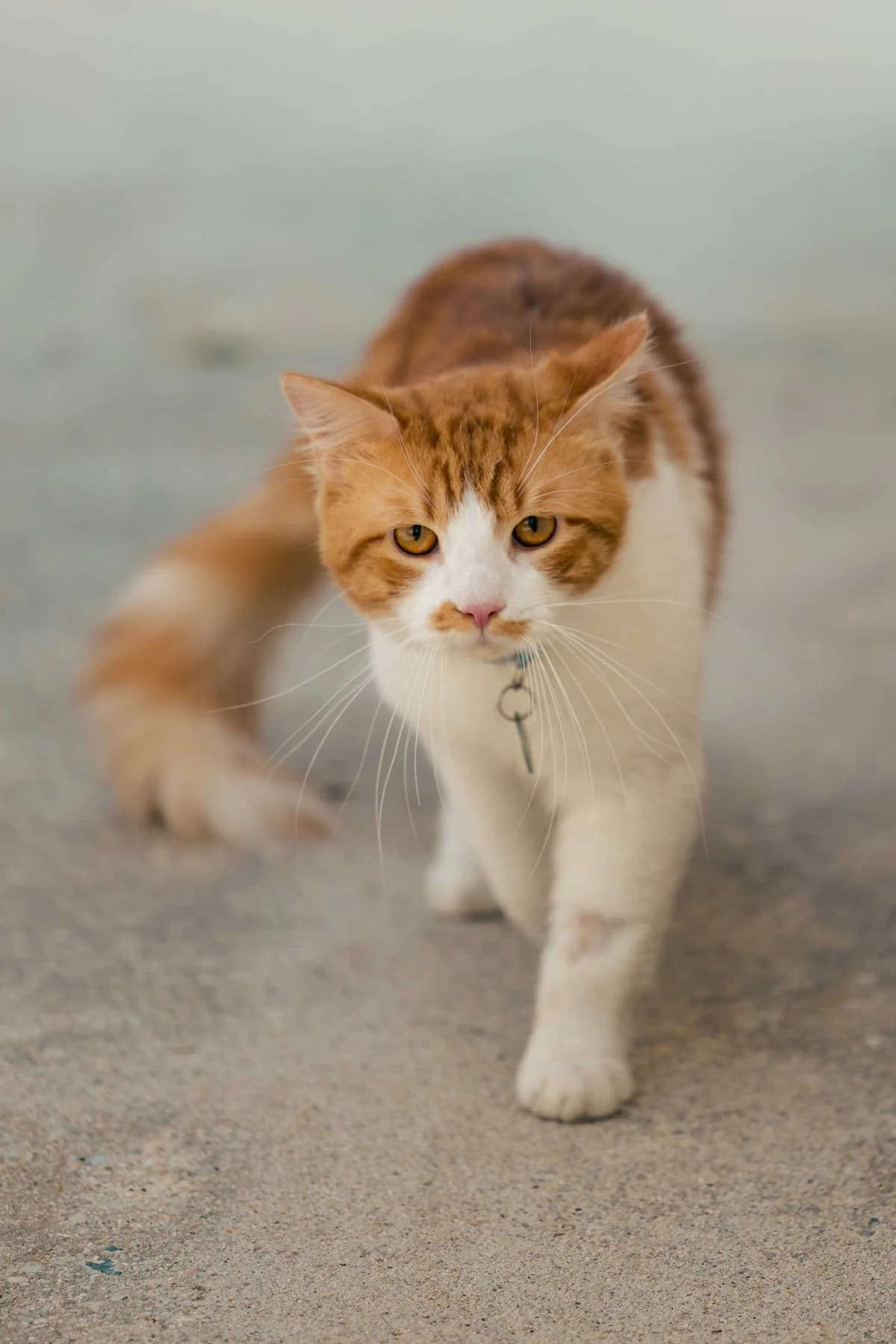 Rusty, male young Mixed Breed for adoption at SPA de Bordeaux et du Sud-Ouest, Bordeaux