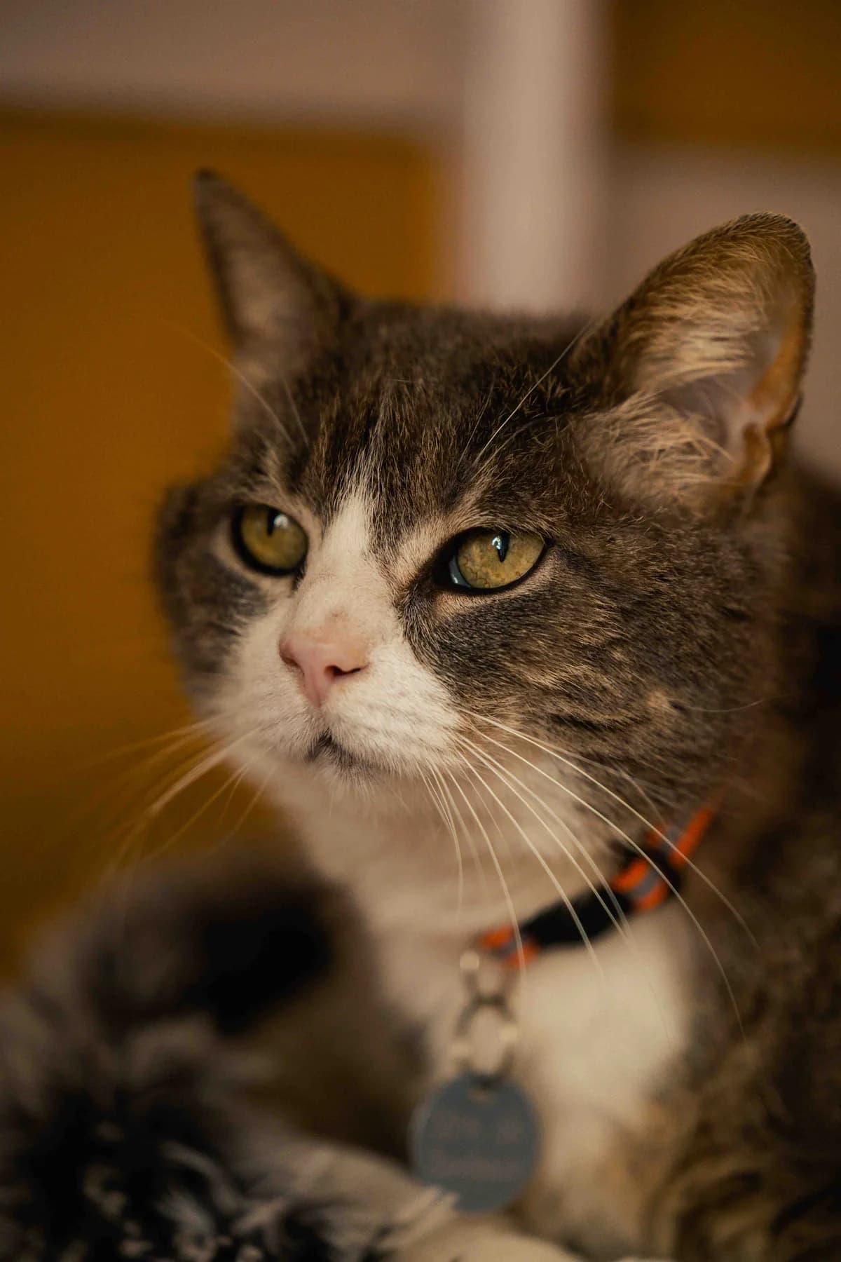 Câline, female 7yo Mixed Breed for adoption at SPA de Bordeaux et du Sud-Ouest, Bordeaux