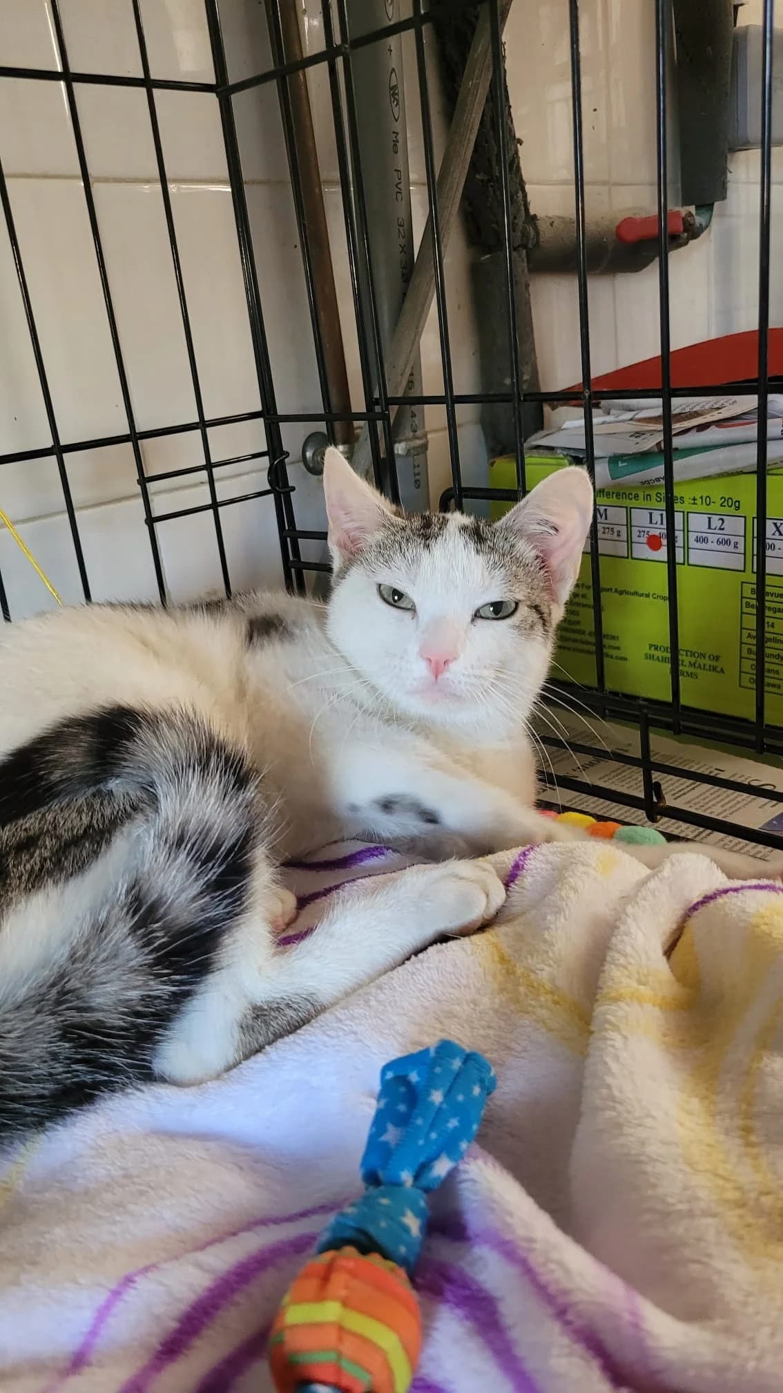 Sevgi, female young Mixed Breed for adoption at SPA de Bordeaux et du Sud-Ouest, Bordeaux