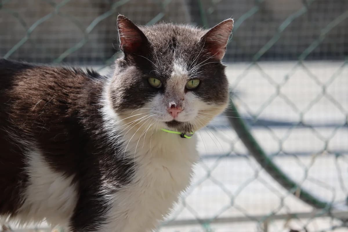 Diyar, male 6yo Mixed Breed for adoption at SPA de Bordeaux et du Sud-Ouest, Bordeaux