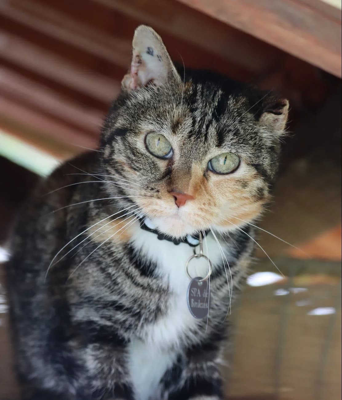 Luce, female 7yo Mixed Breed for adoption at SPA de Bordeaux et du Sud-Ouest, Bordeaux