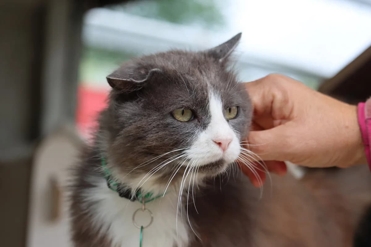 Tsuki, male senior Mixed Breed for adoption at SPA de Bordeaux et du Sud-Ouest, Bordeaux