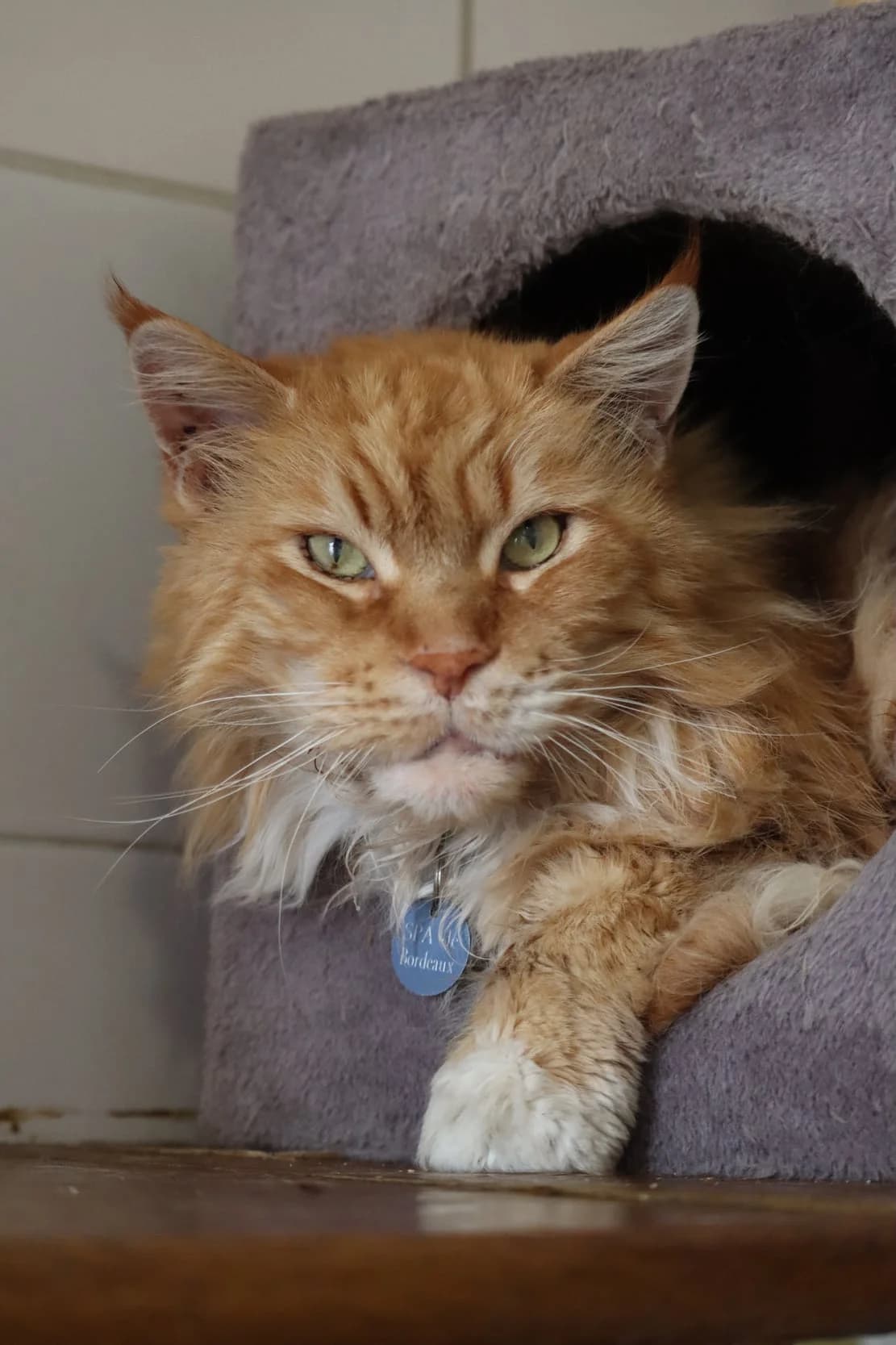 Murphy dit Fyfy, male senior Mixed Breed for adoption at SPA de Bordeaux et du Sud-Ouest, Bordeaux