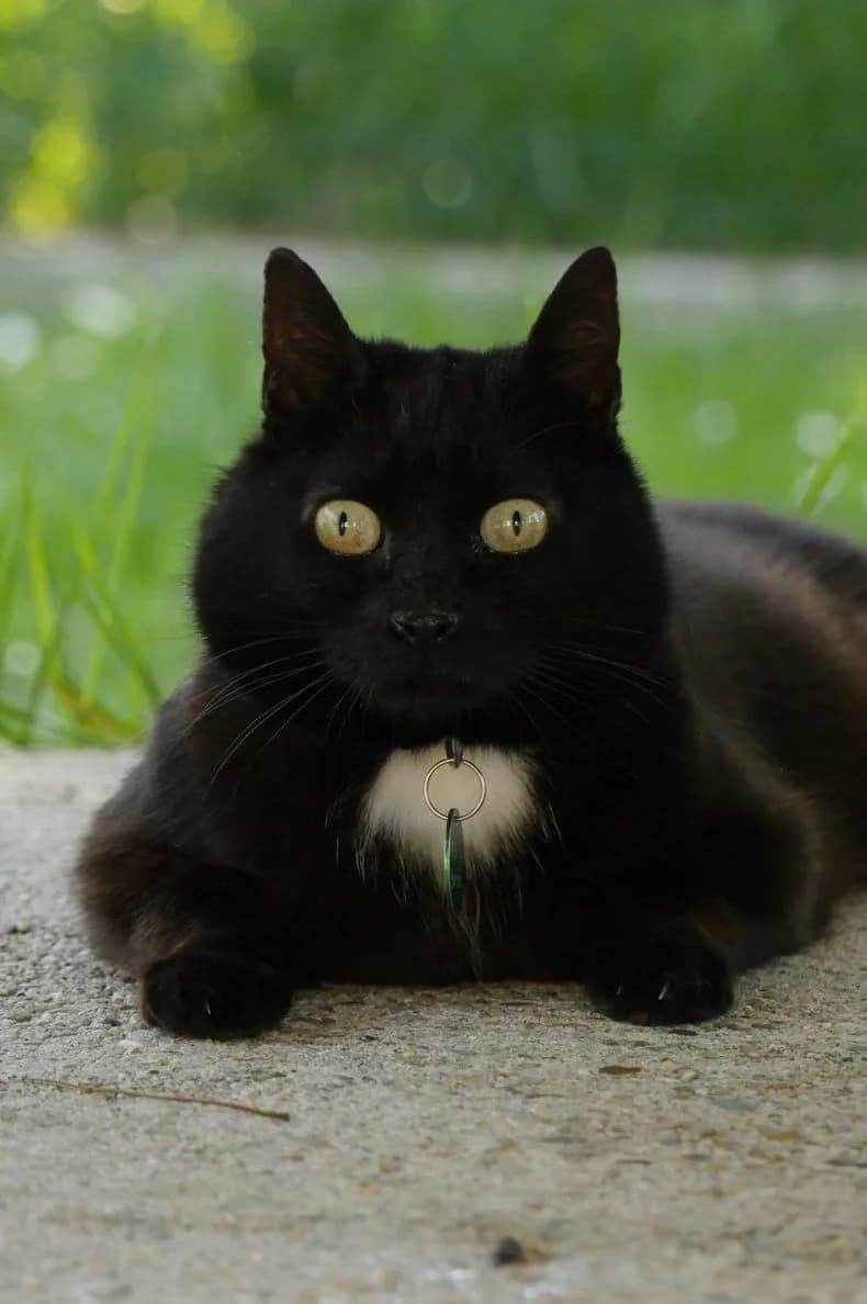 Kimmy, Mixed Breed (SPA de Bordeaux et du Sud-Ouest)