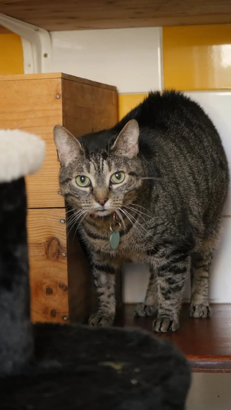 Sheldon, Mixed Breed (SPA de Bordeaux et du Sud-Ouest)