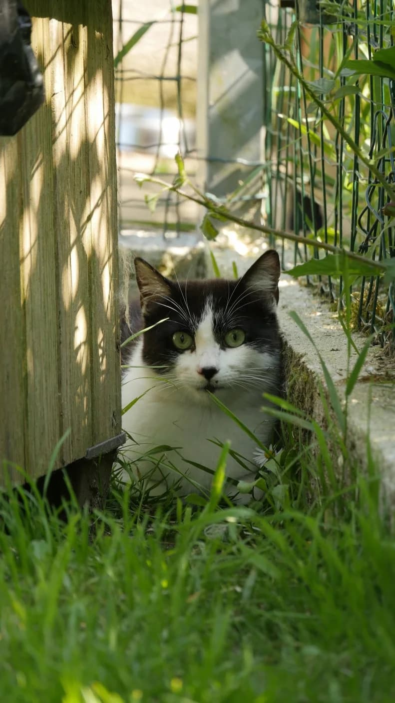 Aslan, Mixed Breed (SPA de Bordeaux et du Sud-Ouest)