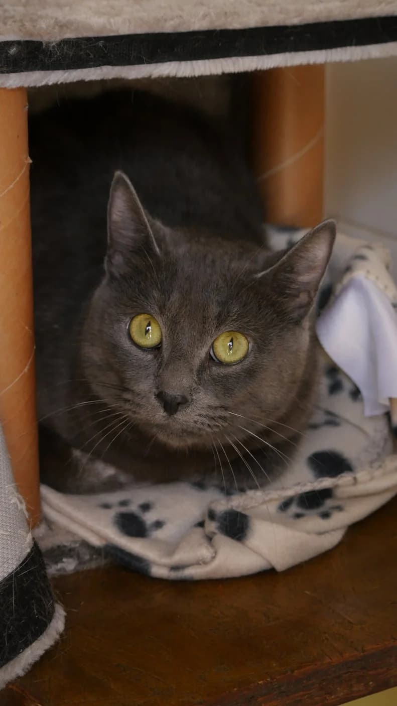 Chiyo, female young Mixed Breed for adoption at SPA de Bordeaux et du Sud-Ouest, Bordeaux