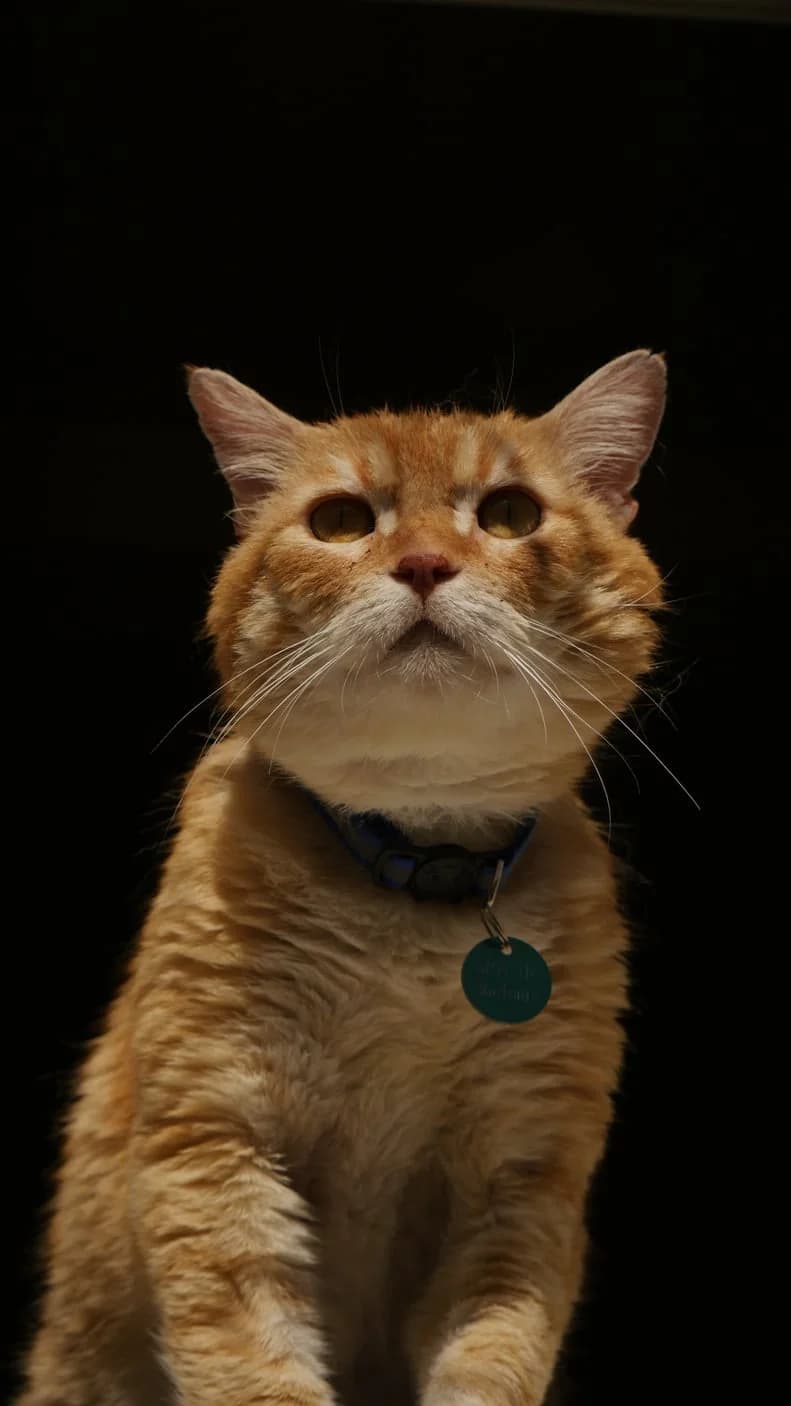 Bombay, Mixed Breed (SPA de Bordeaux et du Sud-Ouest)
