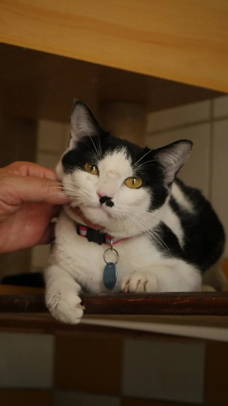 Plume, Mixed Breed (SPA de Bordeaux et du Sud-Ouest)