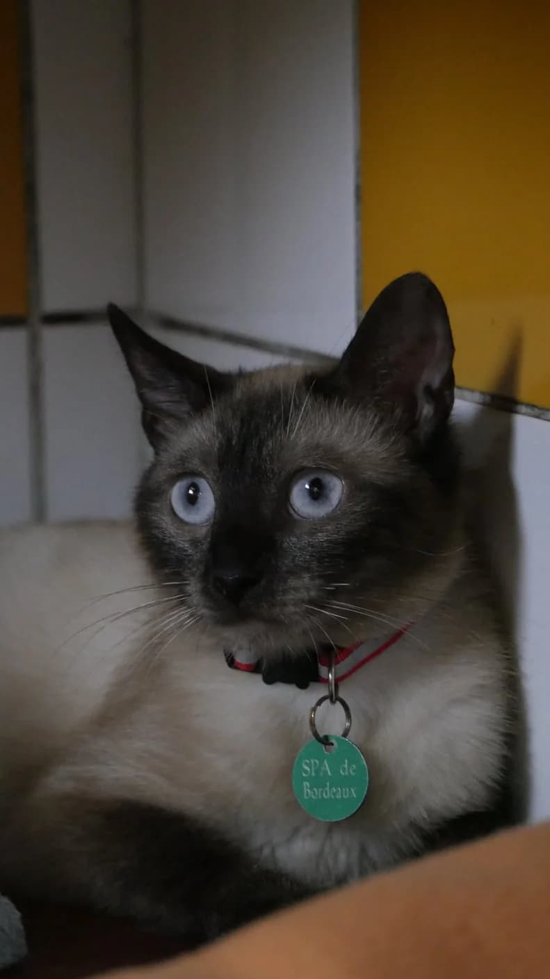 Étincelle, Mixed Breed (SPA de Bordeaux et du Sud-Ouest)