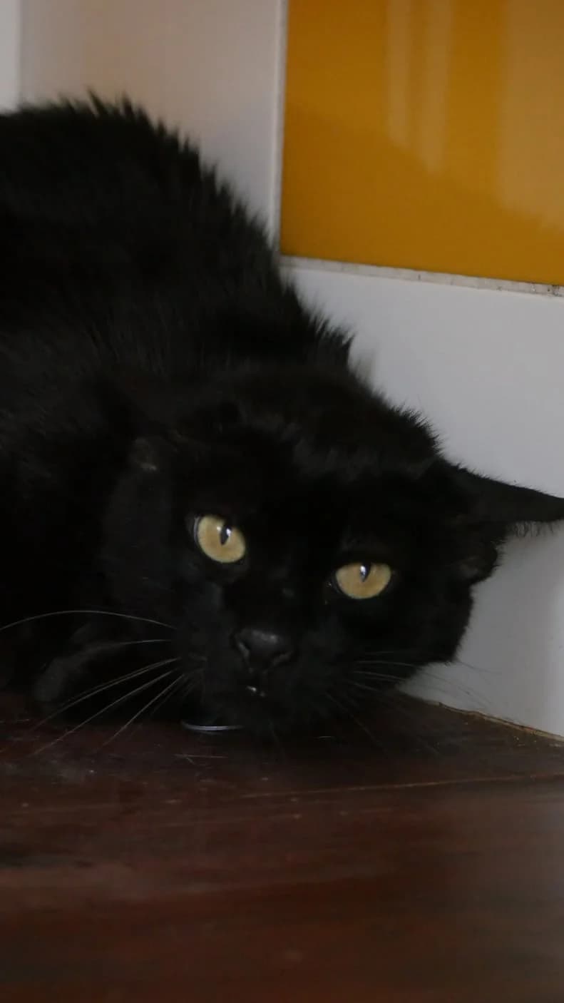 Loupio, male senior Mixed Breed for adoption at SPA de Bordeaux et du Sud-Ouest, Bordeaux