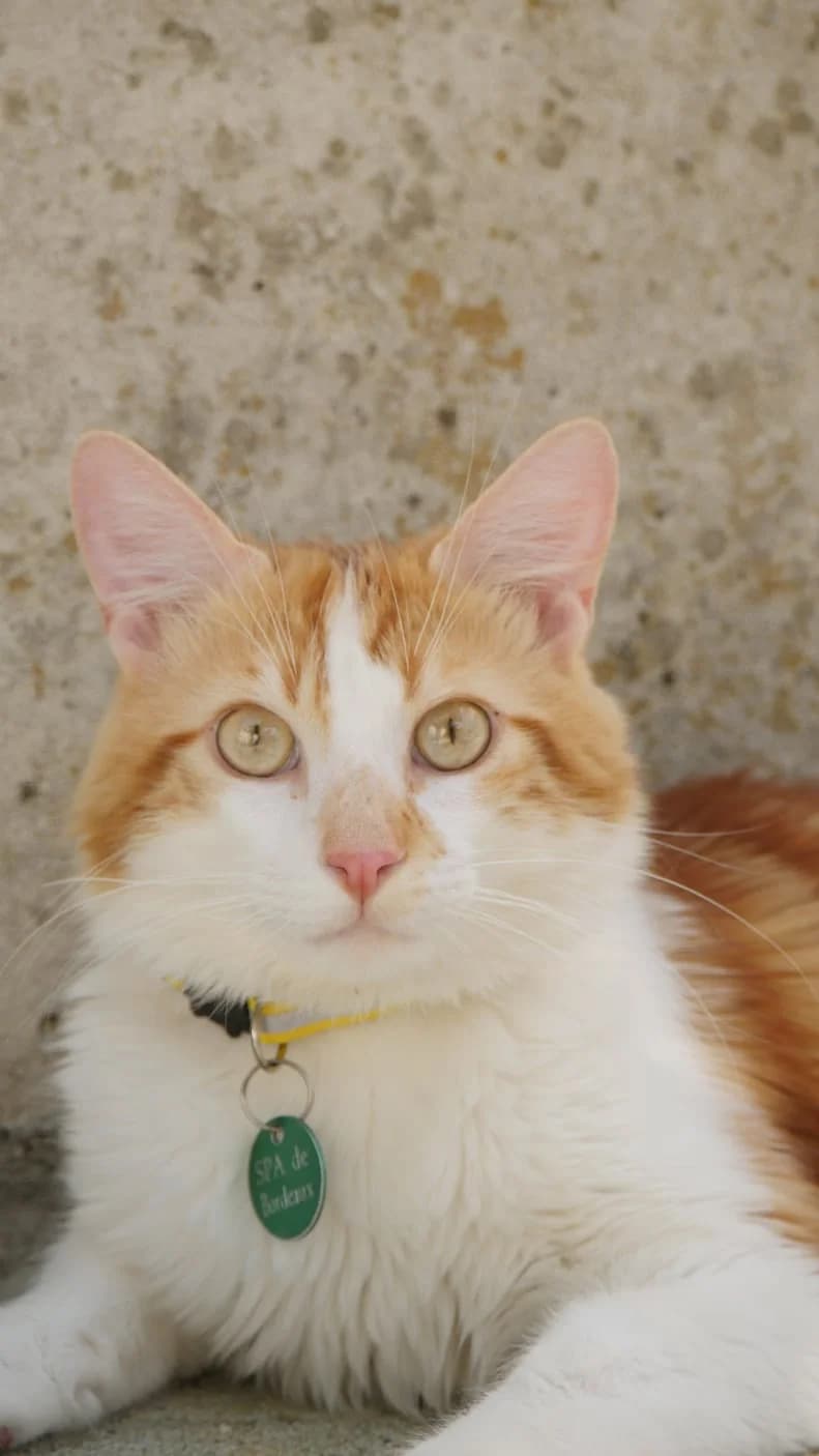 Méphisto, Mixed Breed (SPA de Bordeaux et du Sud-Ouest)