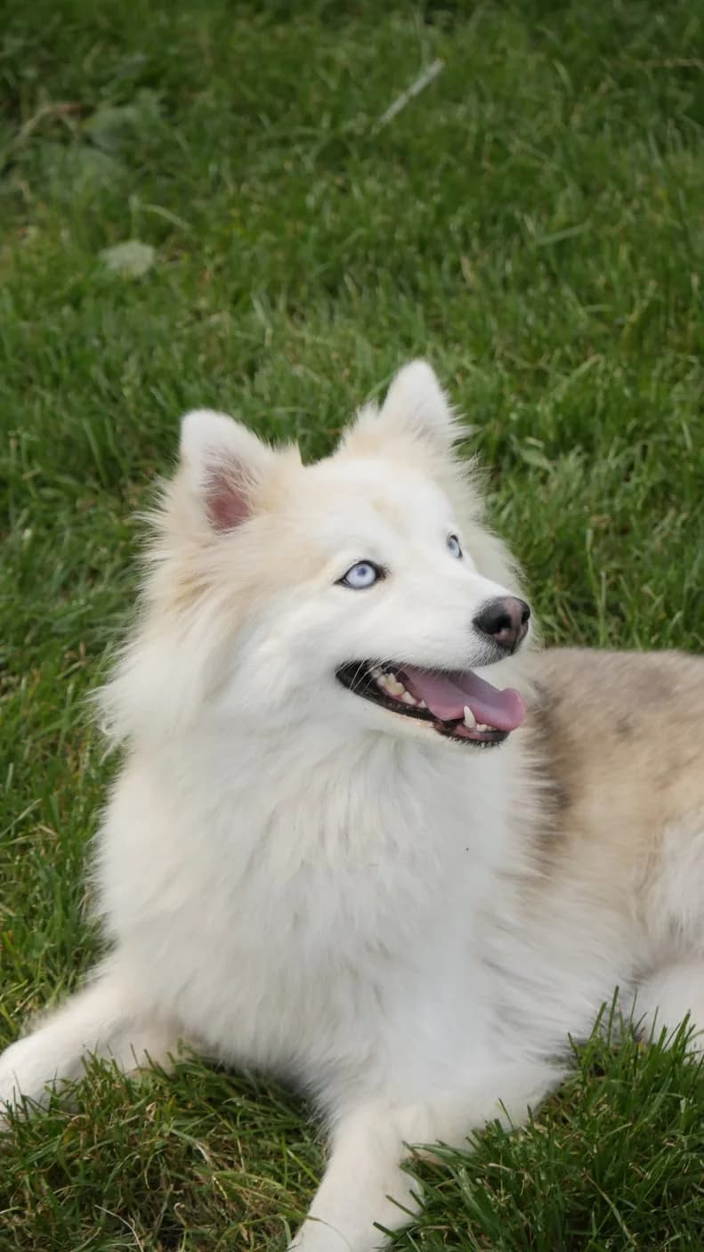 Bella,  (SPA de Bordeaux et du Sud-Ouest)