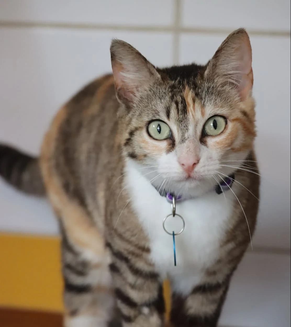 Bastet, female 3yo Mixed Breed for adoption at SPA de Bordeaux et du Sud-Ouest, Bordeaux