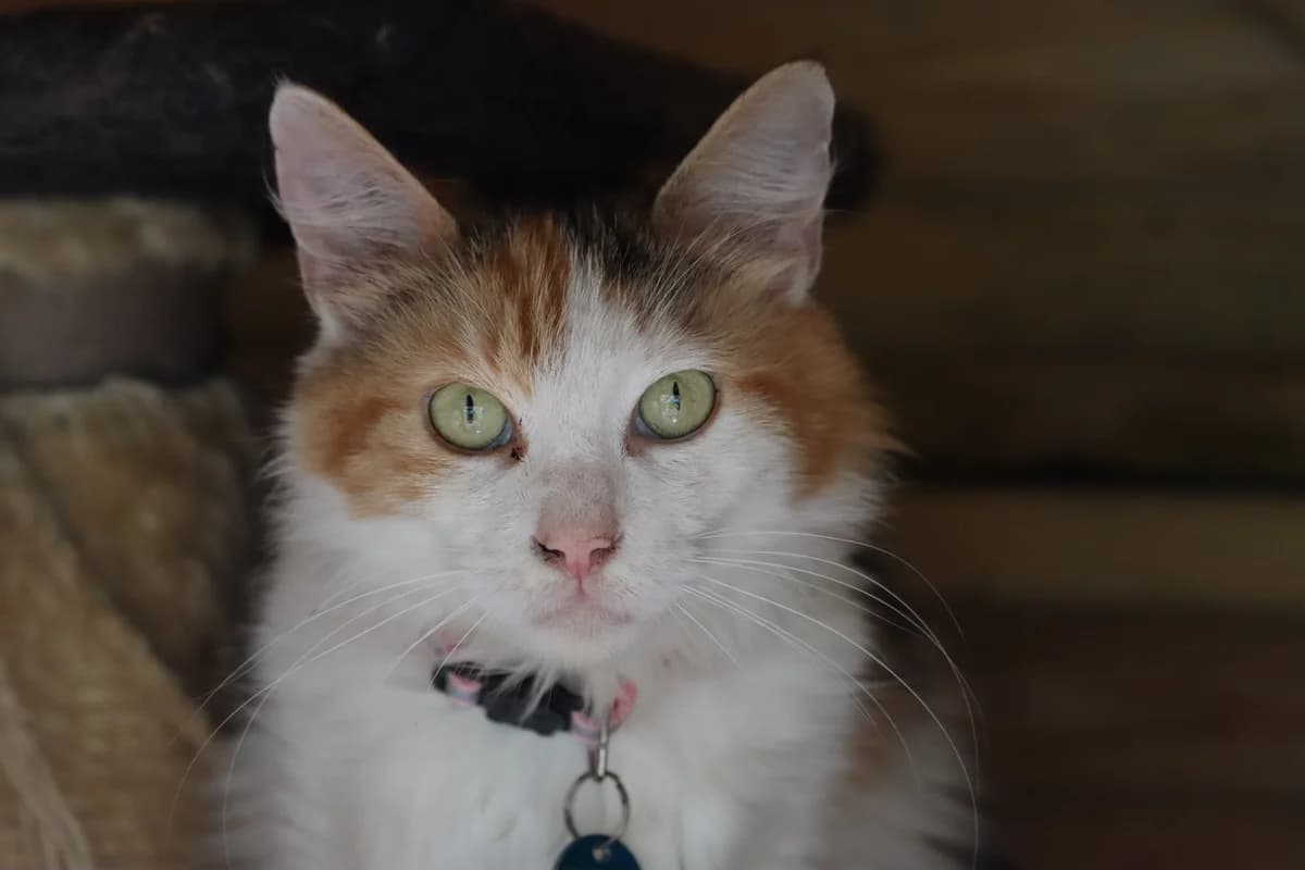 Bianca, female 7yo Mixed Breed for adoption at SPA de Bordeaux et du Sud-Ouest, Bordeaux