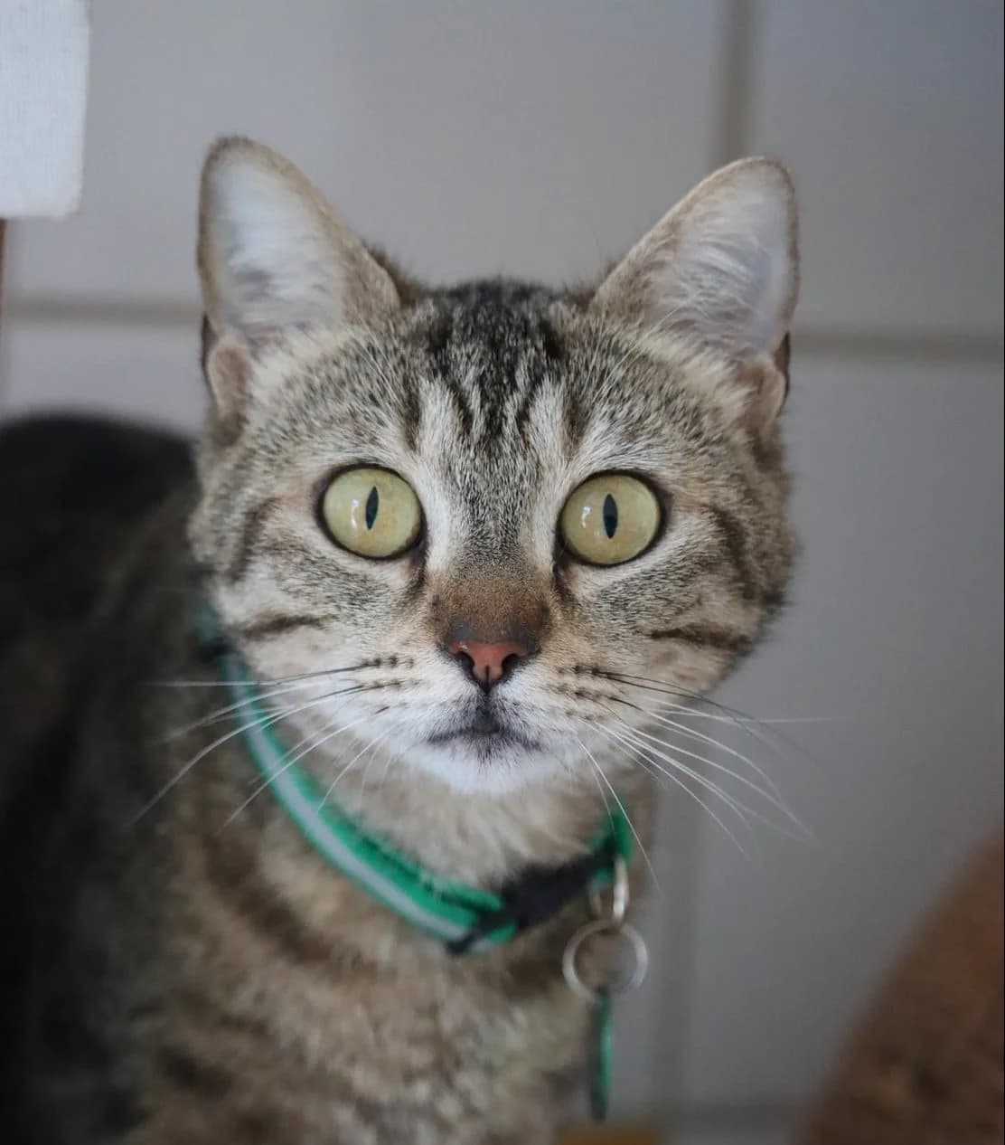 Idissa, female young Mixed Breed for adoption at SPA de Bordeaux et du Sud-Ouest, Bordeaux