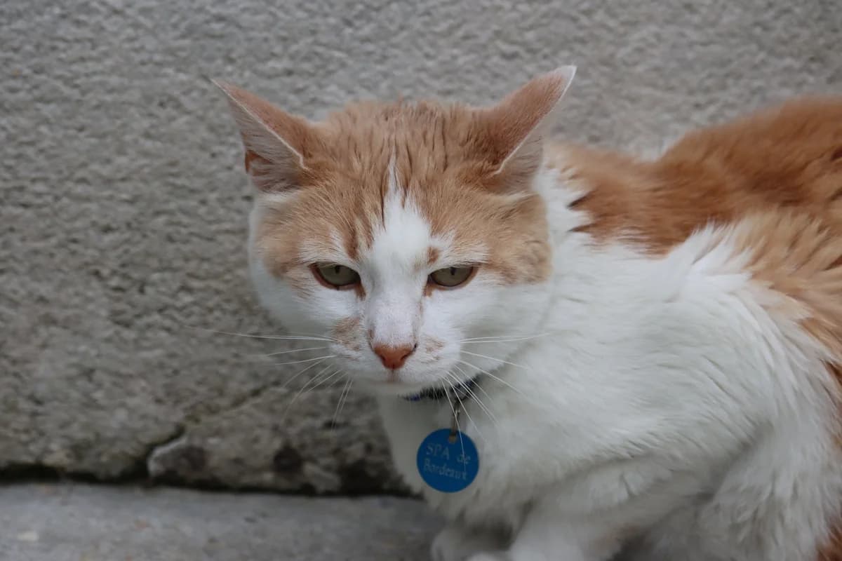 Mao, male 4yo Mixed Breed for adoption at SPA de Bordeaux et du Sud-Ouest, Bordeaux