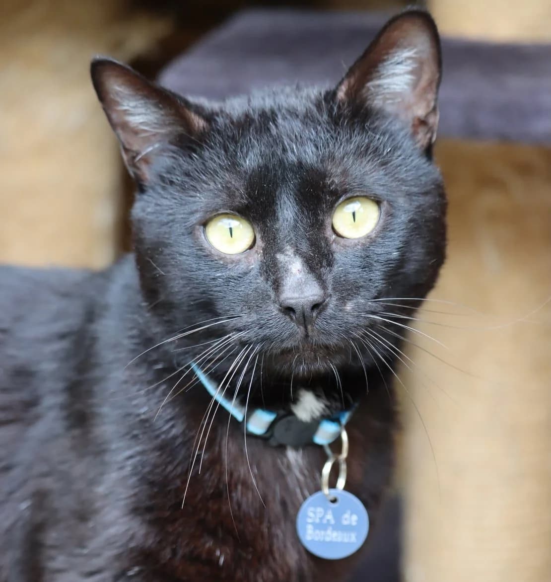 Bernard, male 6yo Mixed Breed for adoption at SPA de Bordeaux et du Sud-Ouest, Bordeaux