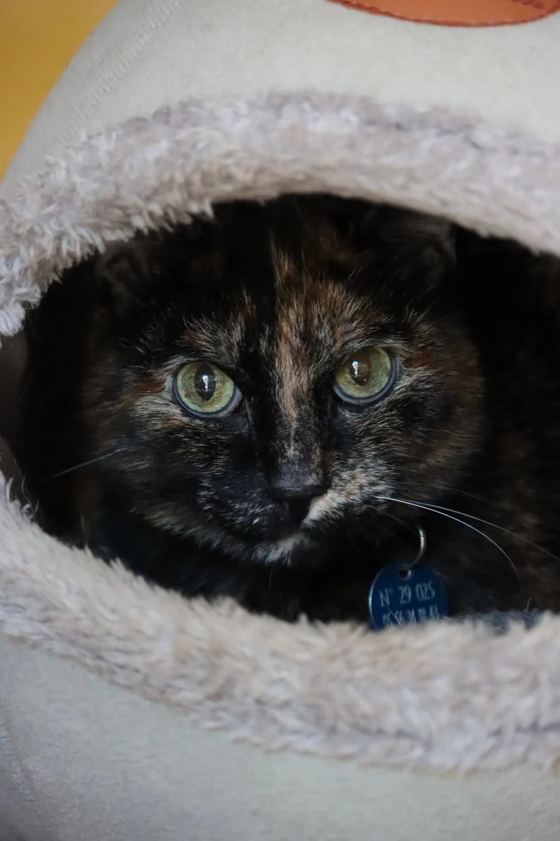 Ruri, female young Mixed Breed for adoption at SPA de Bordeaux et du Sud-Ouest, Bordeaux