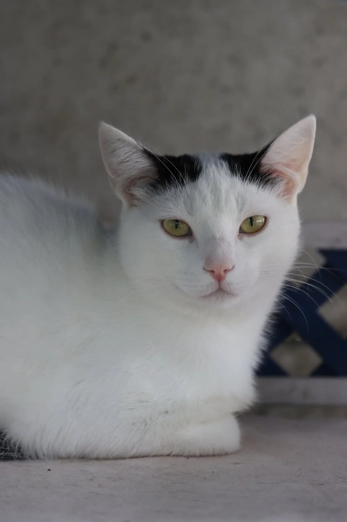 Casper, male young Mixed Breed for adoption at SPA de Bordeaux et du Sud-Ouest, Bordeaux