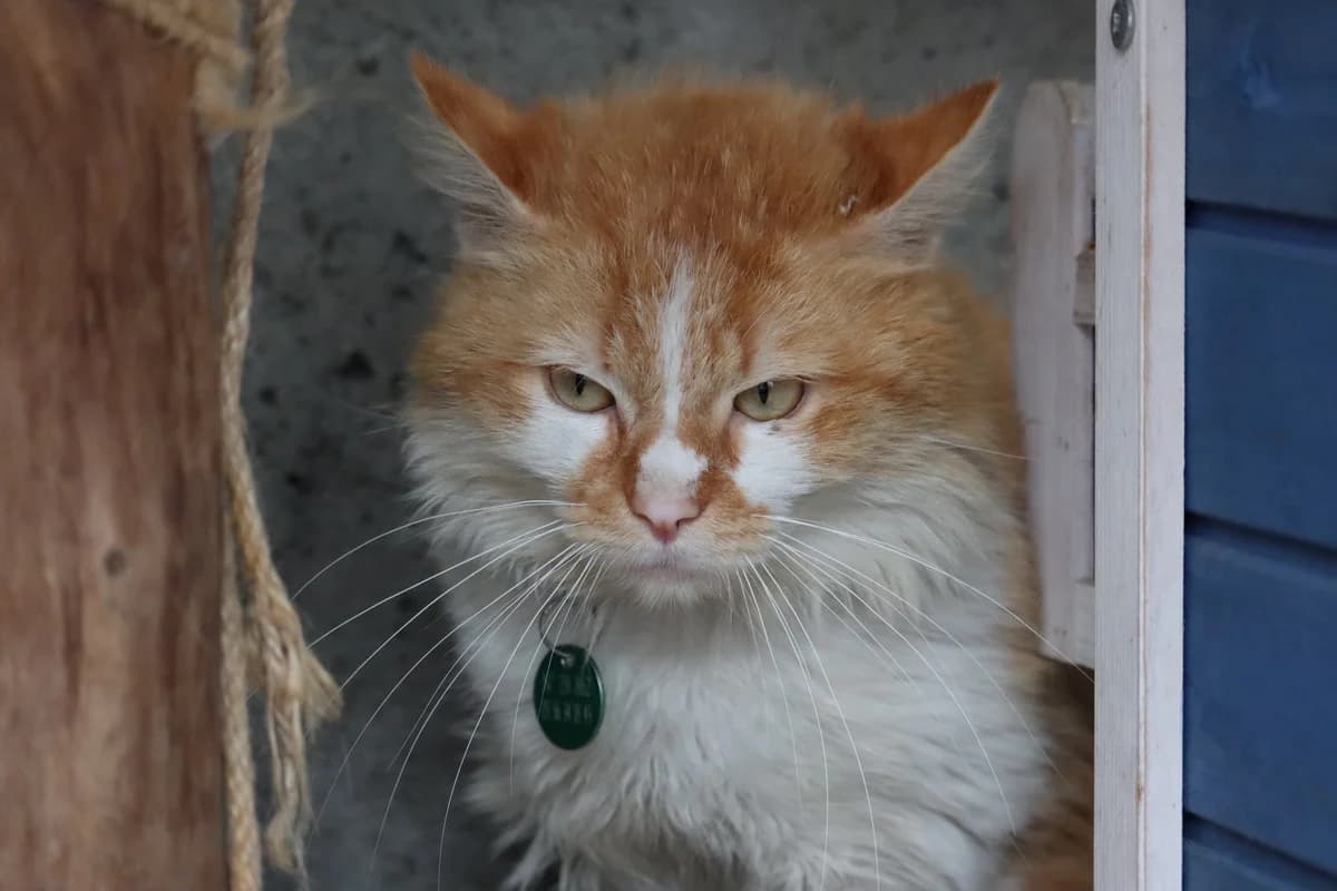 Oliver, male 5yo Mixed Breed for adoption at SPA de Bordeaux et du Sud-Ouest, Bordeaux