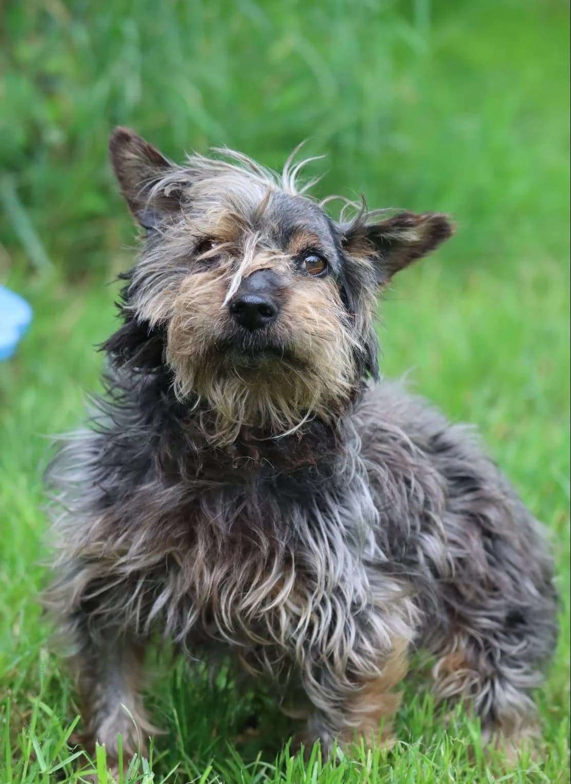 Clooney, male young Yorkshire Terrier for adoption at SPA de Bordeaux et du Sud-Ouest, Bordeaux