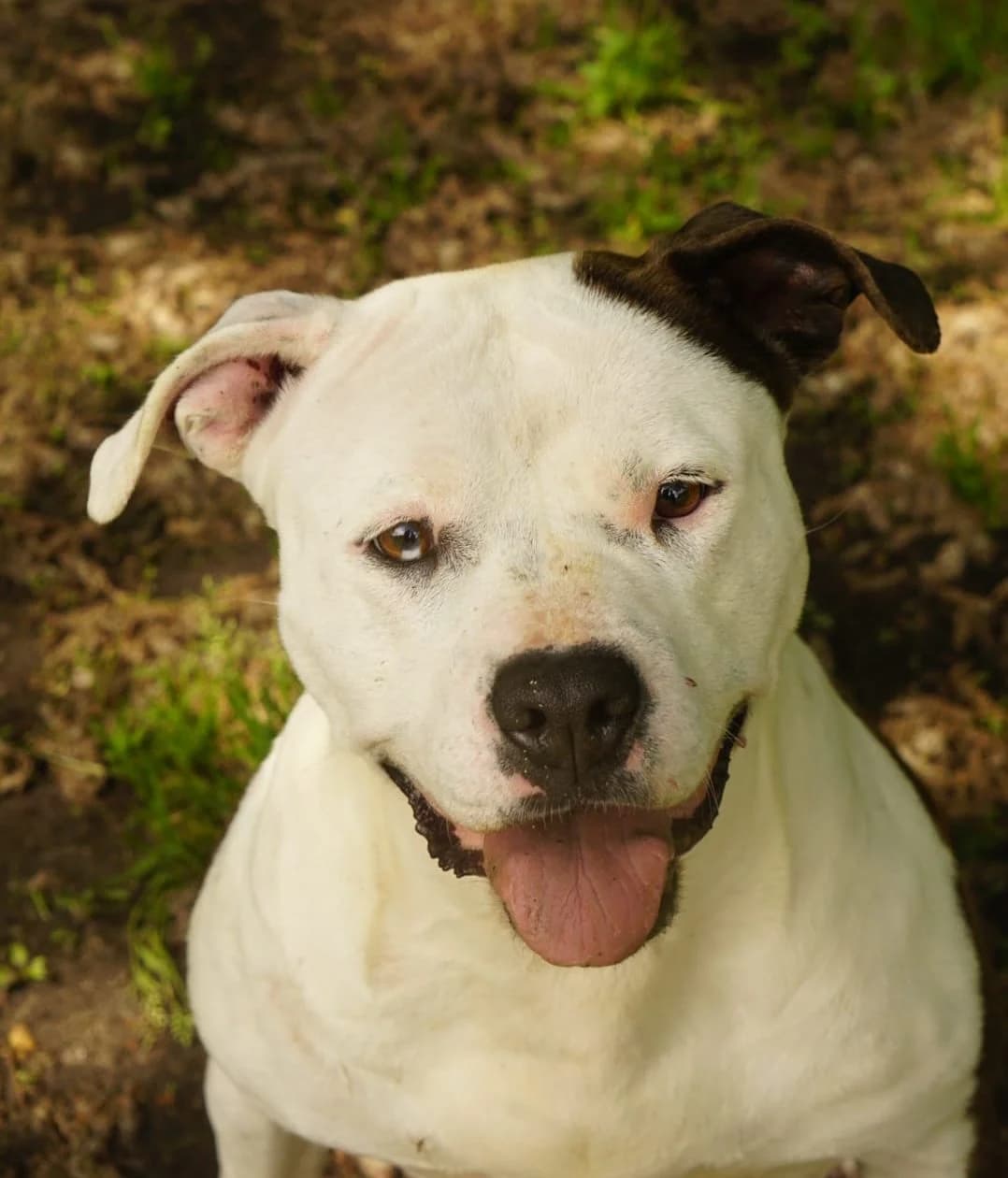 Toga, female 7yo mixed breed for adoption at SPA de Bordeaux et du Sud-Ouest, Bordeaux