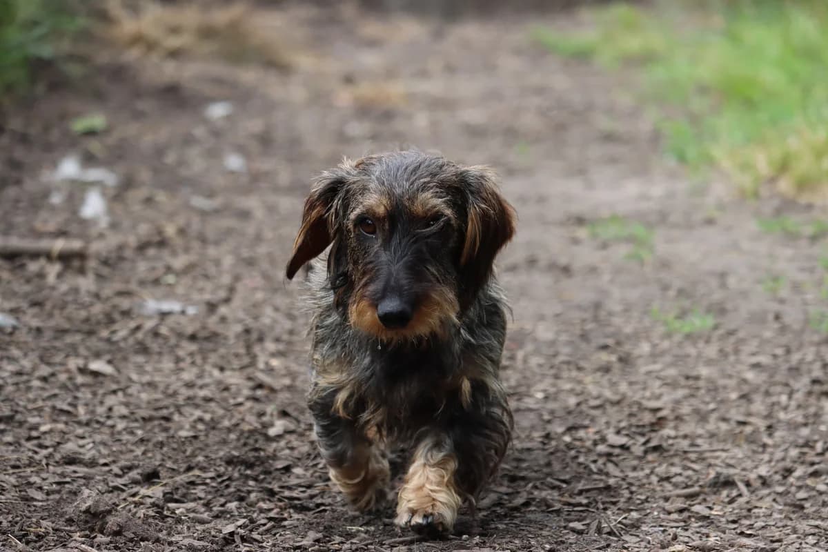 Raya, female 5yo Dachshund for adoption at SPA de Bordeaux et du Sud-Ouest, Bordeaux