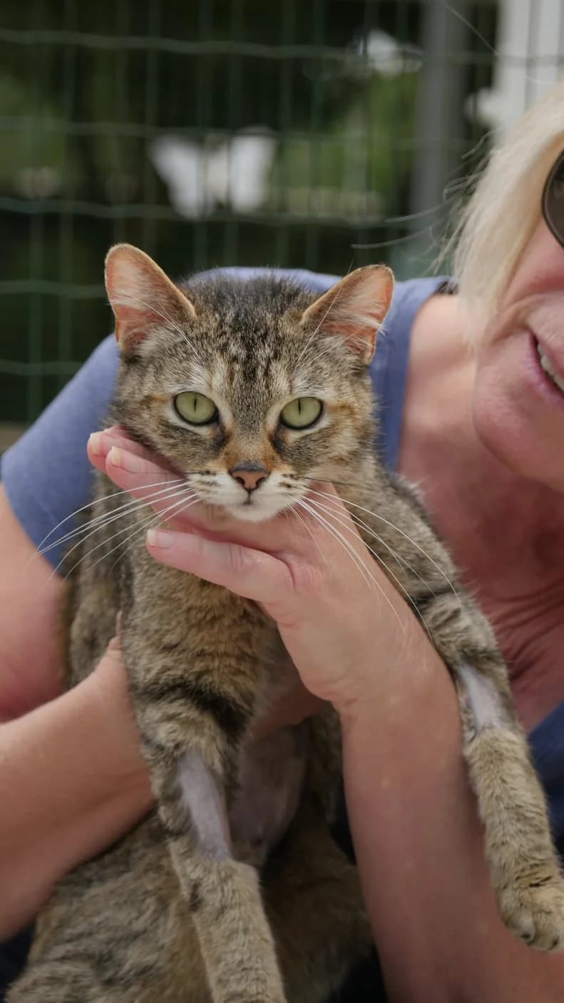 Chouquette, female senior Mixed Breed for adoption at SPA de Bordeaux et du Sud-Ouest, Bordeaux