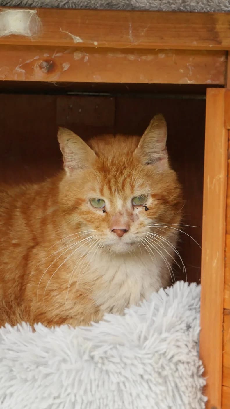 Papi Chat, male senior Mixed Breed for adoption at SPA de Bordeaux et du Sud-Ouest, Bordeaux