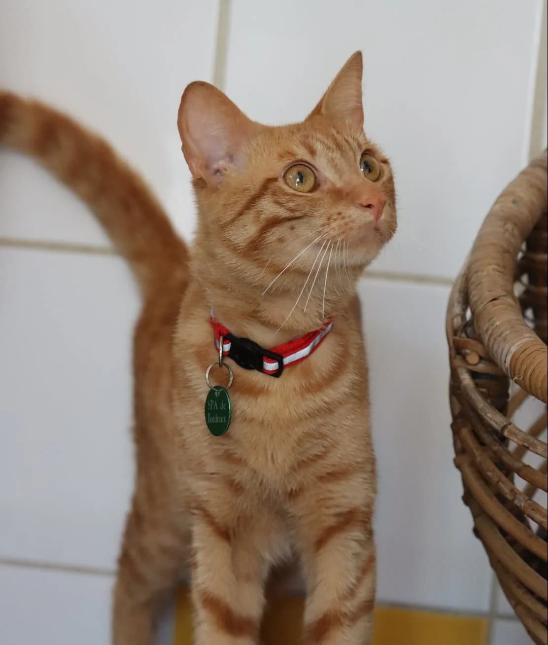 Denver, male young Mixed Breed for adoption at SPA de Bordeaux et du Sud-Ouest, Bordeaux