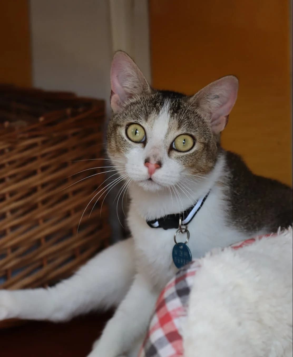 Pixou, male young Mixed Breed for adoption at SPA de Bordeaux et du Sud-Ouest, Bordeaux