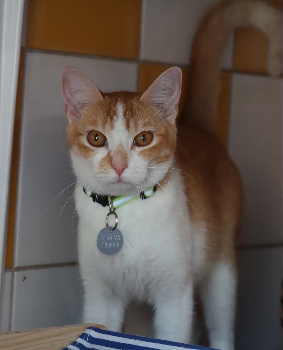 Pistache, female young Mixed Breed for adoption at SPA de Bordeaux et du Sud-Ouest, Bordeaux