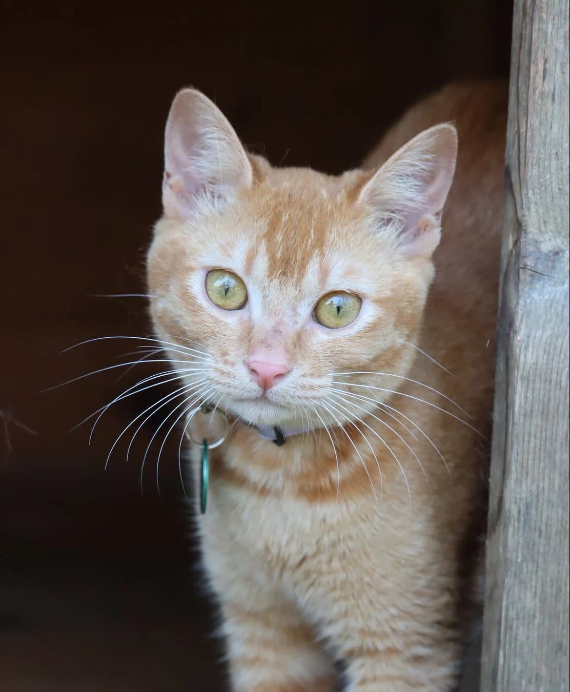 Chipie, female young Mixed Breed for adoption at SPA de Bordeaux et du Sud-Ouest, Bordeaux