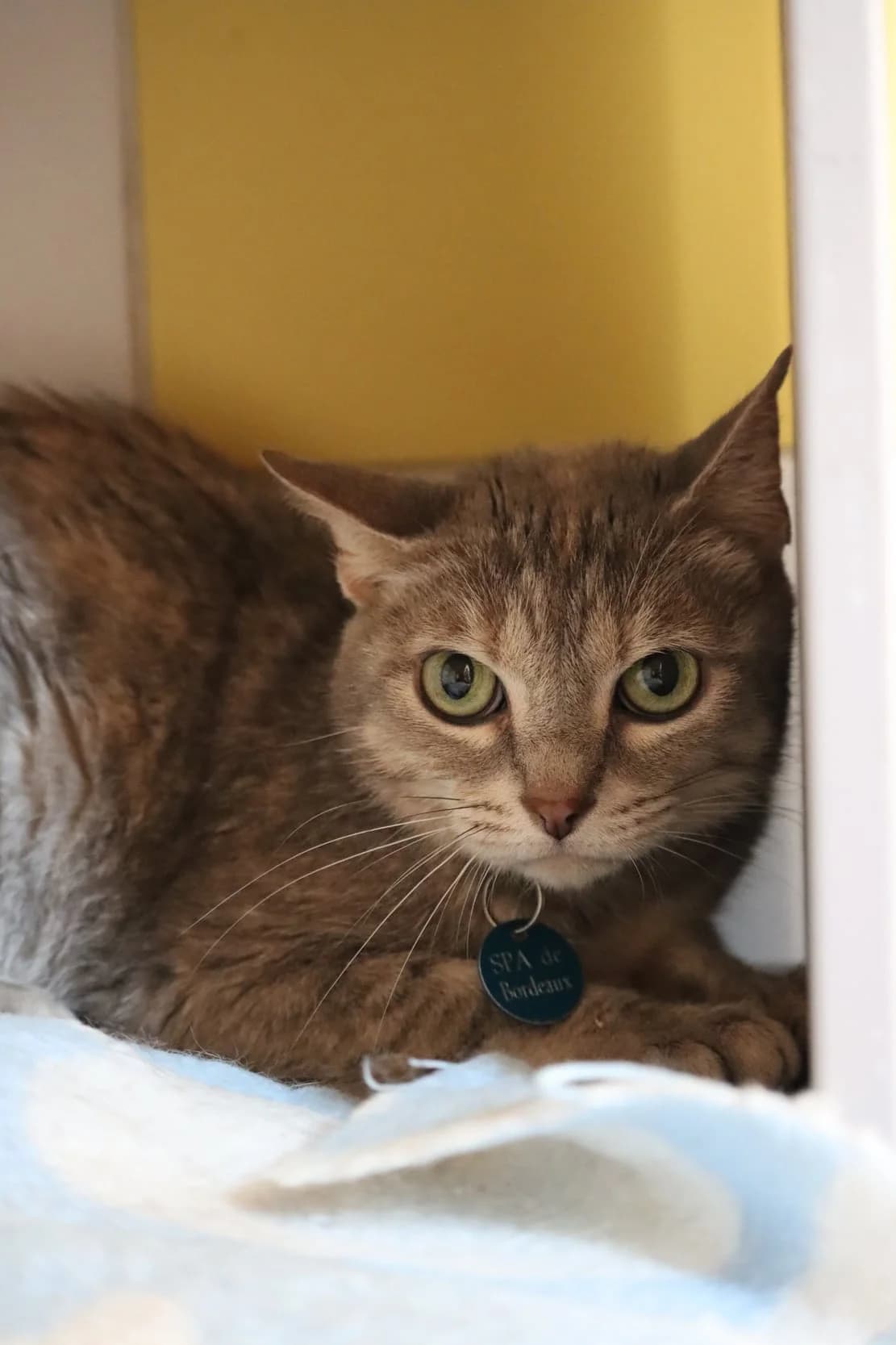 Texas, female young Mixed Breed for adoption at SPA de Bordeaux et du Sud-Ouest, Bordeaux
